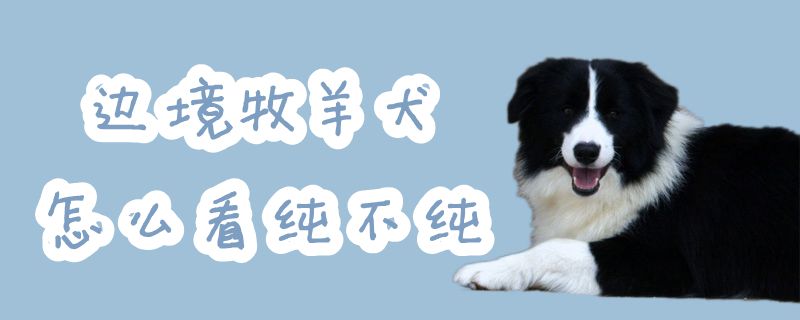 边境牧羊犬怎么看纯不纯