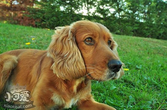 美国可卡犬智商排名高吗 美国可卡犬智商介绍