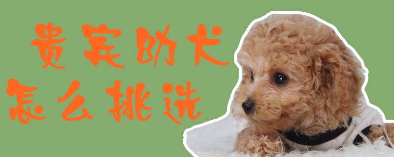 贵宾幼犬怎么挑选1