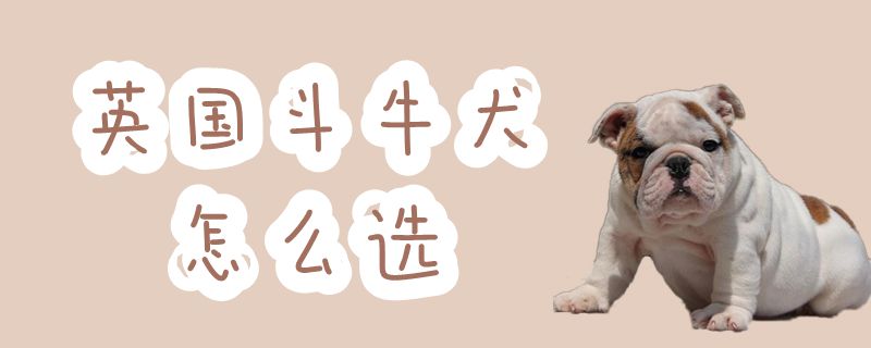 英国斗牛犬怎么选