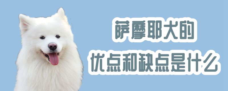 萨摩耶犬的优点和缺点是什么「萨摩耶犬的特点和优点和缺点」