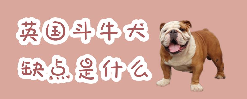 英国斗牛犬缺点是什么