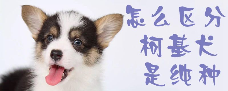 怎么区分柯基犬是纯种1