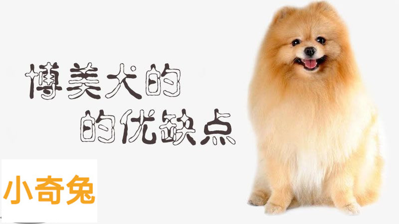 博美犬的优缺点_小可爱宠物网