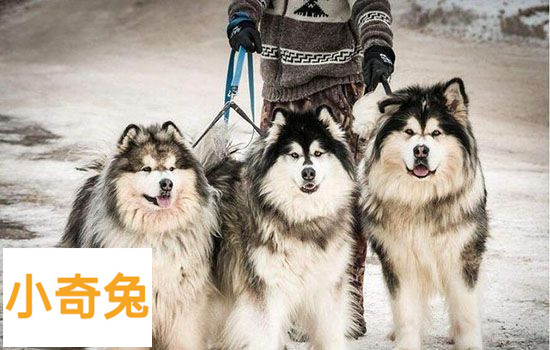 阿拉斯加犬多钱「阿拉斯加犬什么价」