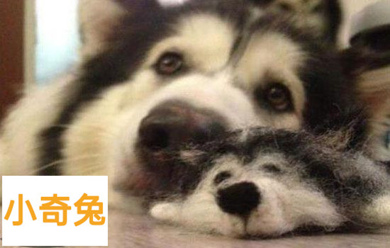 阿拉斯加犬多钱「阿拉斯加犬什么价」