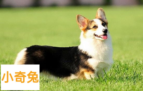 柯基和柴犬的区别「柯基与柴犬的区别」