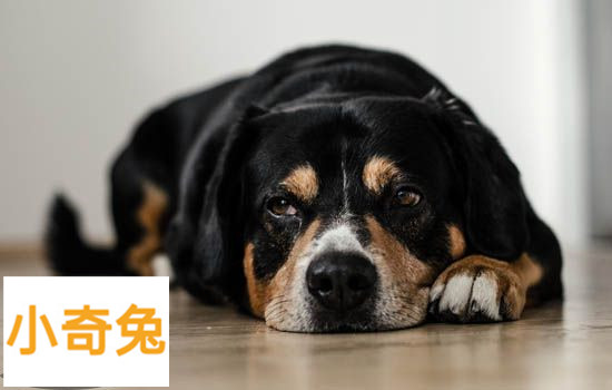 罗威纳犬性格好不好「罗威纳犬有什么缺点」