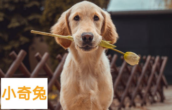 常见的伴侣犬有哪些「十大伴侣犬」