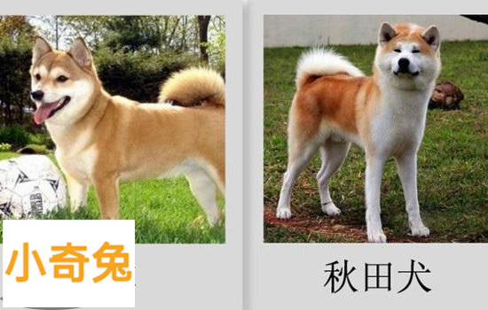 柴犬和秋田犬的区别「秋田犬」