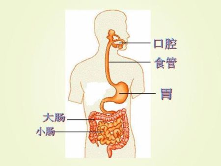 狗狗能吃水果蔬菜吗「狗狗可以吃的蔬菜水果」