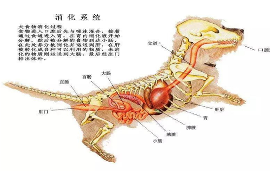 狗狗能吃水果蔬菜吗「狗狗可以吃的蔬菜水果」