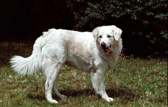 牧羊犬有几种「牧羊犬有几种颜色」