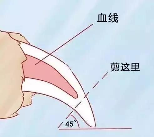 金毛狗指甲的血线怎么看「如何看狗狗指甲的血线」