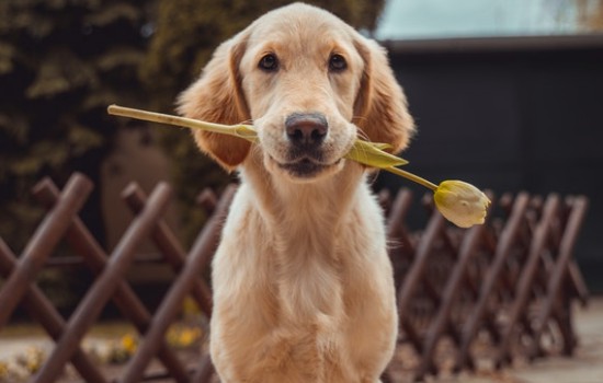 家里养什么大型犬好「什么大型犬适合家养」