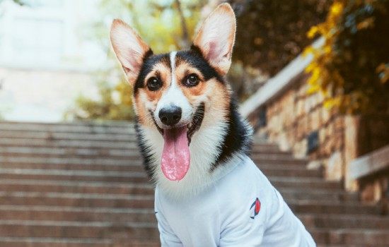 新手适合养柯基还是柴犬「女生新手养柯基好还是养柴犬」