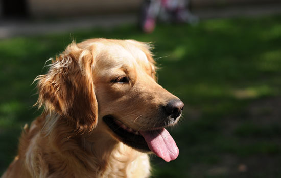 治愈犬有哪些品种「治疗犬的品种」