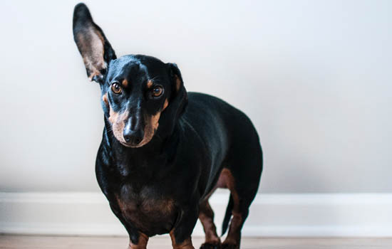 治愈犬是什么「治愈犬的作用」