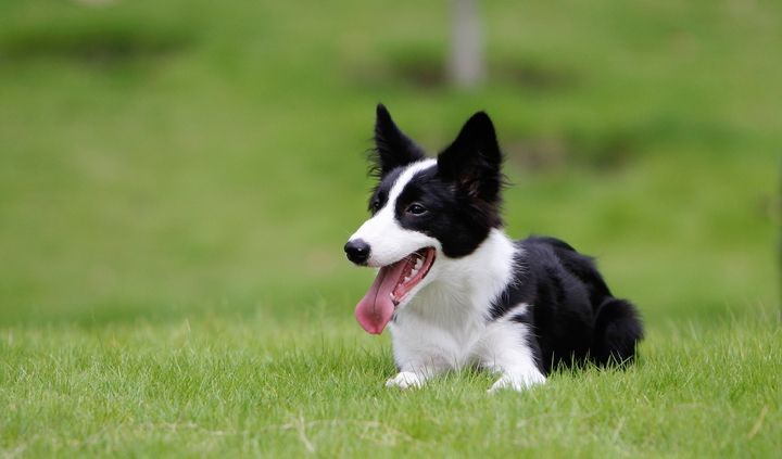 纯种边境牧羊犬价格「纯种边境牧羊犬市场价」