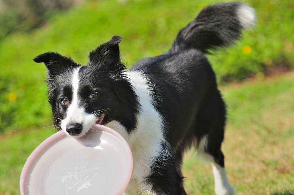 边境牧羊犬的价格「边境牧羊犬的价格多少钱一只」