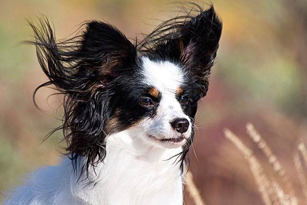 蝴蝶犬幼犬多少钱一只「买蝴蝶犬价格多少钱?」