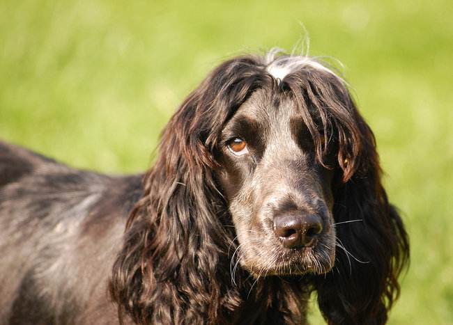 黑色可卡犬多少钱一只「英国可卡犬黑色多少钱」