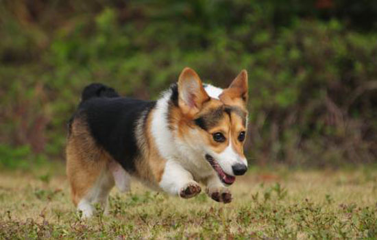 三色柯基犬多少钱一只「两色柯基多少钱一只」