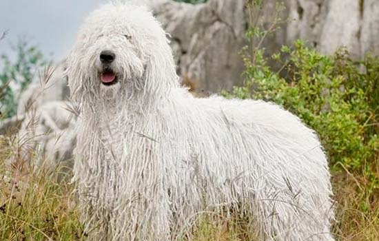 贝灵顿犬为什么禁养「贝灵顿犬适合家养吗」