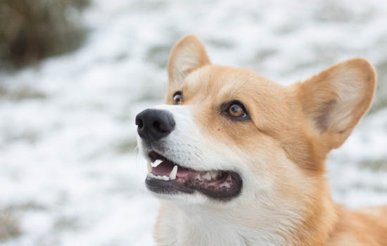 柴犬优缺点分析（秋田好养吗,柴犬优缺点分析）