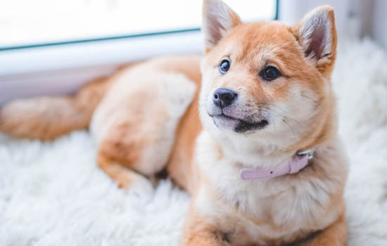 柴犬和秋田犬哪个忠诚（秋田犬跟柴犬哪个聪明）