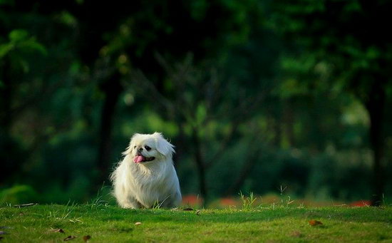 京巴犬怎么看纯不纯 纯种北京犬挑选方法1