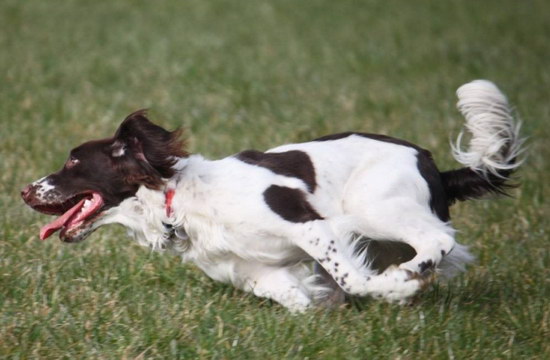 史宾格犬价格是多少钱 纯种英国史宾格犬多少钱一只1