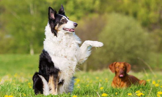 银狐犬怎么挑选 银狐犬挑选方法1