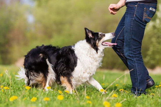 边境牧羊犬怎么选购 边境牧羊犬选购技巧2