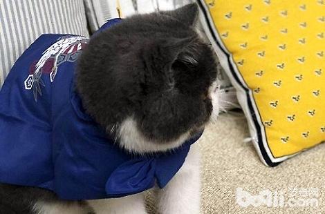 猫不喜欢去猫砂盆拉屎怎么办（异国短毛猫拉屎不到猫砂盆里怎么办）