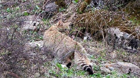 沙漠猫能家养吗（有人养荒漠猫吗）