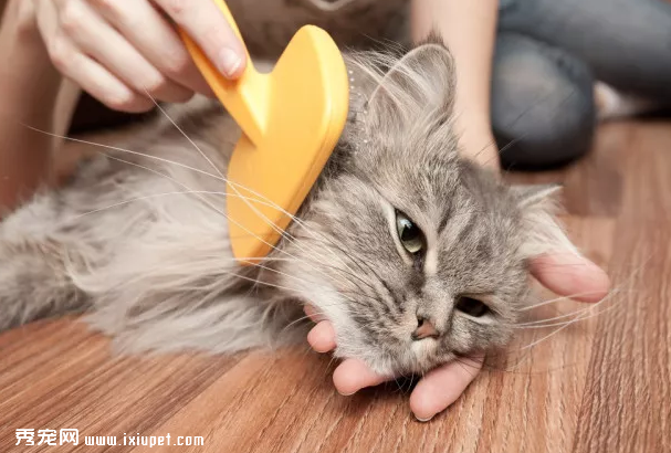 （猫咪总是舔毛，对它的肠胃有影响吗）