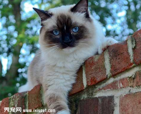 暹罗猫吃啥牌子猫粮好（暹罗猫应该怎么饲养，暹罗猫吃什么猫粮好）