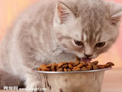 猫吃自制猫饭好不好（自制猫饭的这些误区，你中招了吗）