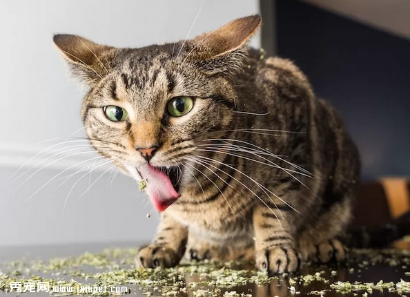 薄荷对猫咪有伤害吗（猫薄荷对猫咪有害吗，猫咪吸了猫薄荷有什么反应！）