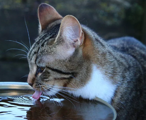 （猫咪不喝自己碗里的水，怎么帮它补充水分）