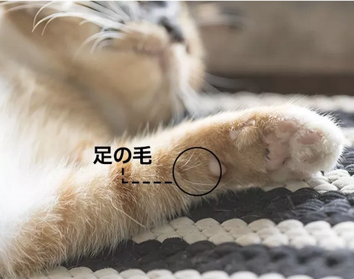 猫咪的胡须有什么用?（别小看猫咪的胡须，它可以起到这些作用的！）