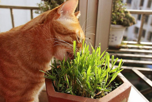 养什么植物对猫不好（家里养这些植物对猫咪好，猫奴必读！）