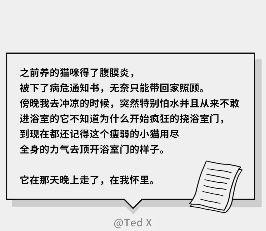 在猫的眼中（在猫咪的眼里，它们是如何理解离别的）