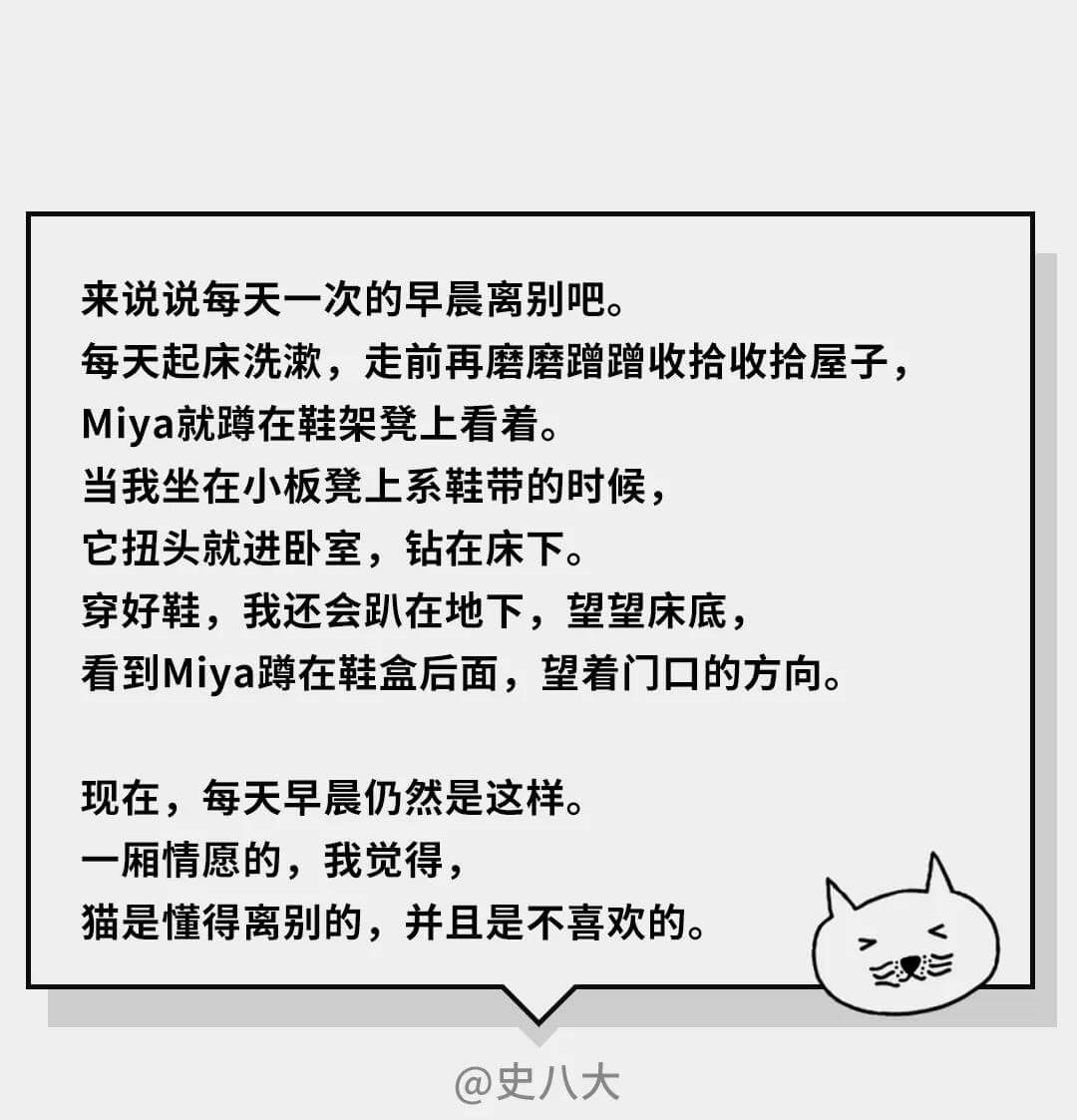 在猫的眼中（在猫咪的眼里，它们是如何理解离别的）