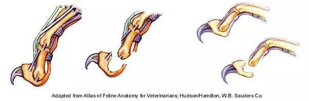 （猫咪爪子上的肉垫都有什么作用）