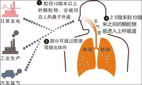 猫毛对人肺有影响吗（长期养猫的人，肺里会积猫毛究竟是真是假）