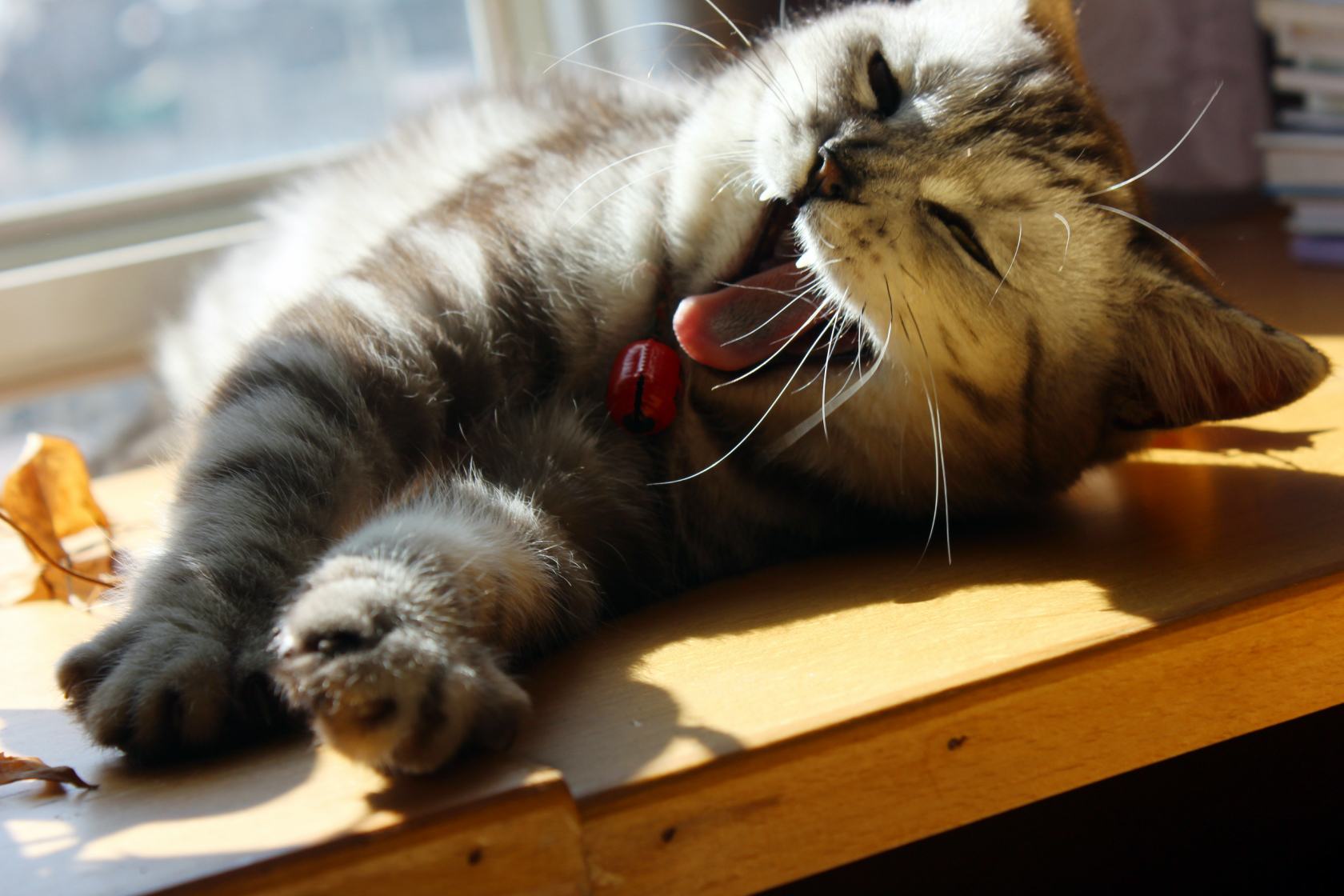 给猫铲屎臭吗（猫屎太臭，铲屎官需要主要猫咪的饮食和身体健康！）