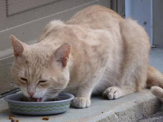 （猫咪应该吃干粮还是湿粮）