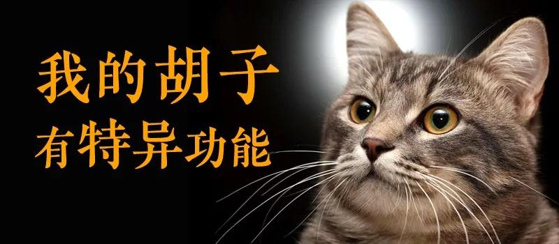 猫咪有胡须吗（关于猫咪胡须的一些常识）